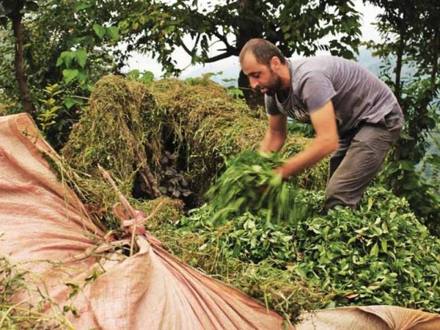 Rize'den Yansımalar – Kasım 2012
